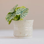 ceramic pot with clear glaze and green leaves on a light background